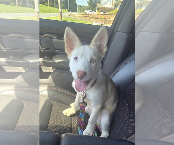 Medium Photo #2 Siberian Husky-Unknown Mix Puppy For Sale in Pottstown, PA, USA