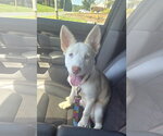 Small #1 Siberian Husky Mix