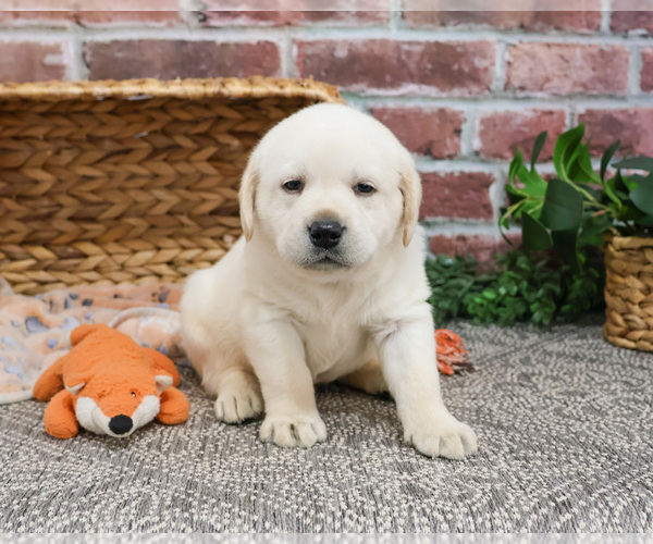 Medium Photo #6 Labrador Retriever Puppy For Sale in SYRACUSE, IN, USA