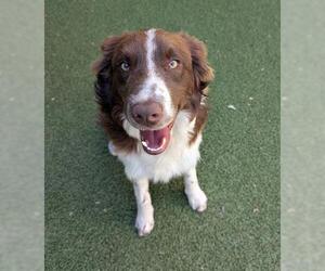 Border Collie Dogs for adoption in San Martin, CA, USA