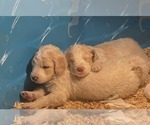 Small #3 Goldendoodle