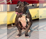 Small #25 Mutt