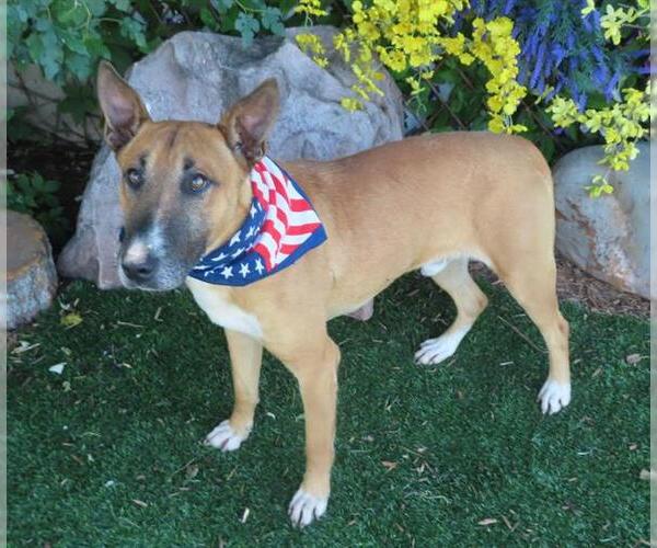 Medium Photo #2 Bull Terrier-Unknown Mix Puppy For Sale in Oklahoma City, OK, USA