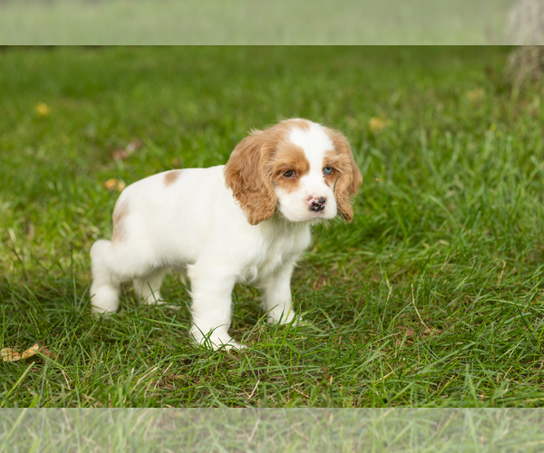 Medium Photo #28 Cocker Spaniel Puppy For Sale in NAPPANEE, IN, USA