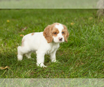 Small #3 Cocker Spaniel