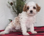 Small #11 Cavapoo (Miniature)