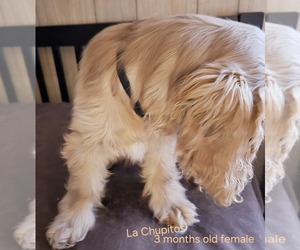 English Cocker Spaniel Puppy for sale in HOLYOKE, MA, USA