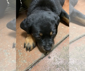 Rottweiler Puppy for sale in RACINE, WI, USA