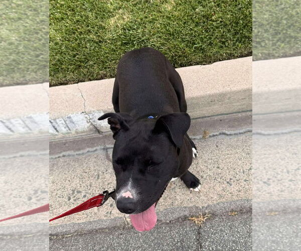 Medium Photo #9 Labrador Retriever-Unknown Mix Puppy For Sale in San Diego, CA, USA