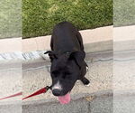Small #8 Labrador Retriever Mix