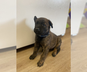 Belgian Malinois-Dutch Shepherd Dog Mix Puppy for sale in STOCKTON, CA, USA