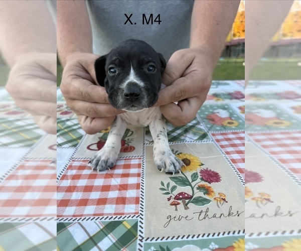 Medium Photo #15 German Shorthaired Pointer Puppy For Sale in ARGONNE, WI, USA