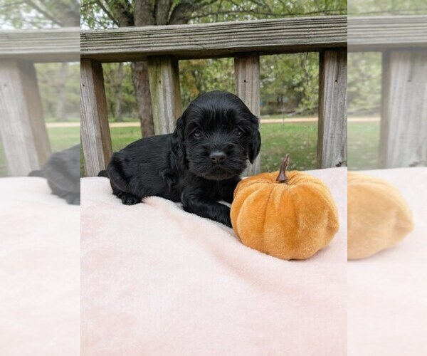 Medium Photo #3 Cock-A-Poo Puppy For Sale in SALEM, MO, USA