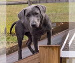 Small #1 Mutt