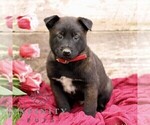 Small #3 Belgian Malinois