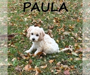 Cock-A-Poo Puppy for sale in HARTLAND, MN, USA