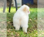 Small #24 Pomeranian