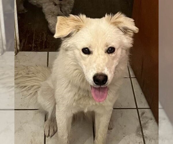 Medium Photo #6 Great Pyrenees-Unknown Mix Puppy For Sale in Dallas, TX, USA