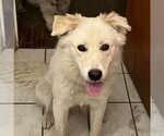 Small #5 Great Pyrenees Mix