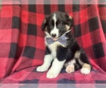 Small #9 Miniature Australian Shepherd