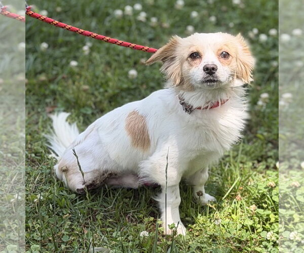 Medium Photo #2 Chihuahua Puppy For Sale in Yardley, PA, USA