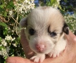 Small Photo #3 American Corgi Puppy For Sale in BRANDON, FL, USA