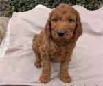 Small Photo #34 Irish Doodle Puppy For Sale in GOSHEN, IN, USA