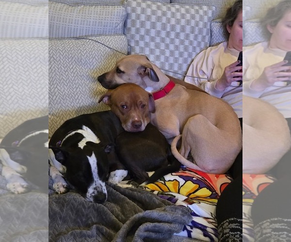 Medium Photo #5 Black Mouth Cur-Labrador Retriever Mix Puppy For Sale in Rockaway, NJ, USA