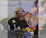 Small #4 Black Mouth Cur-Labrador Retriever Mix