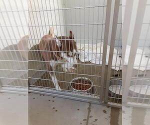 Ginger - Female Siberian Husky Dog for Adoption - Photo #3