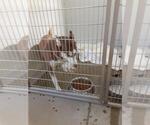 Small Photo #3 Siberian Husky Puppy For Sale in Pierceton , IN, USA