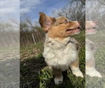 Small #9 Aussie-Corgi