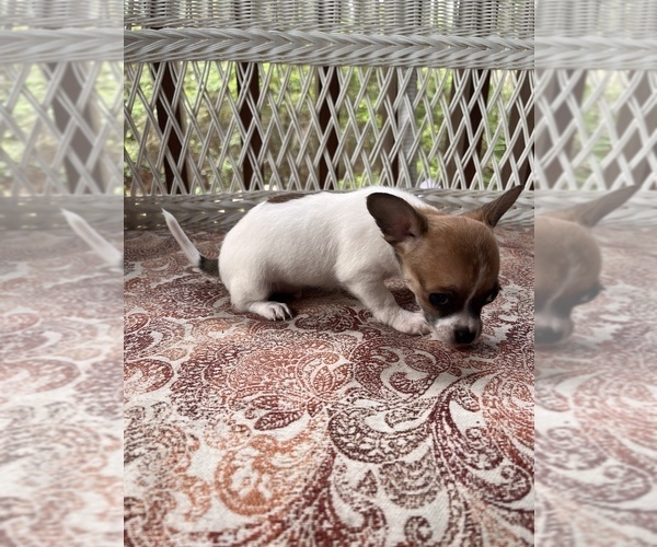 Medium Photo #5 Chihuahua Puppy For Sale in SAINT AUGUSTINE, FL, USA