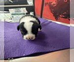 Small #1 Dachshund Mix