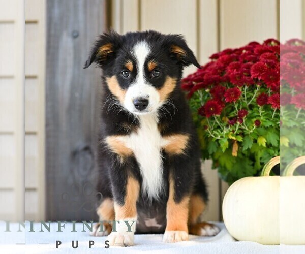 Medium Photo #3 Miniature Australian Shepherd Puppy For Sale in REBERSBURG, PA, USA