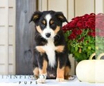 Brenda - Female Miniature Australian Shepherd Puppy for Sale - Photo #3