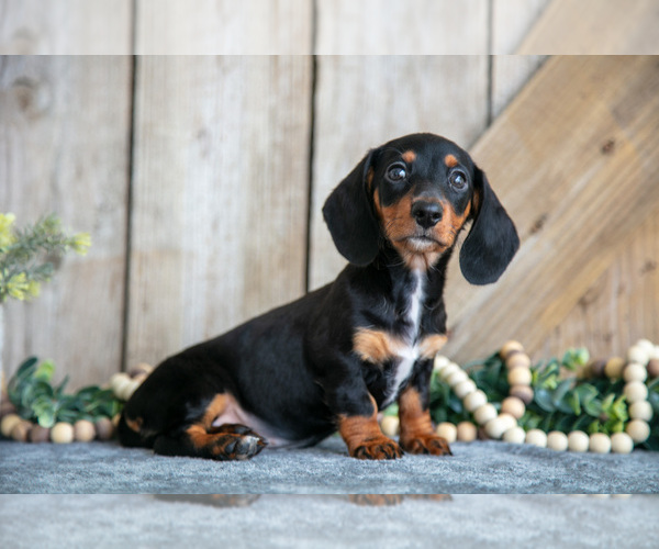 Medium Photo #3 Dachshund Puppy For Sale in GREENWICH, OH, USA