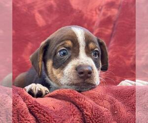 Phoenix Pup - Maricopa - Female Raggle Dog for Adoption - Photo #2