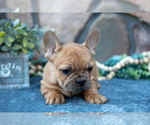 Puppy Bruno French Bulldog