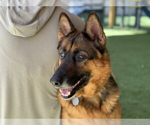 German Shepherd Dog Dogs for adoption in San Diego, CA, USA