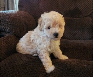 Maltipoo Puppy for sale in LELAND, NC, USA