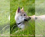 Small #8 Czech Wolfdog