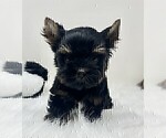 Small #11 Yorkshire Terrier
