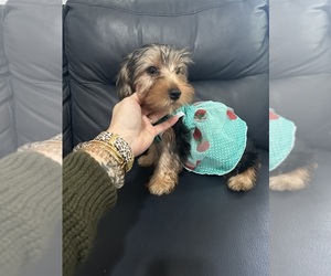 Yorkshire Terrier Puppy for sale in LOWELL, MA, USA