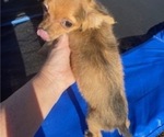 Small #3 Chihuahua