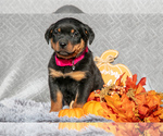 Puppy 1 Rottweiler