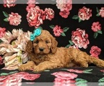 Small #3 Cavapoo