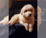 Puppy Light Blue Great Pyrenees