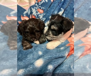 Schnauzer (Miniature) Litter for sale in SPRING HILL, FL, USA