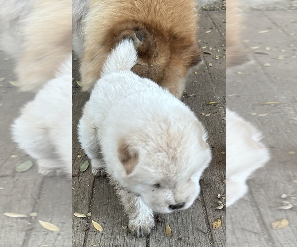 Medium Photo #2 Chow Chow Puppy For Sale in FONTANA, CA, USA